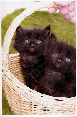 les 2 chat mimi